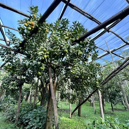 科雷亚莱花园住宿加早餐旅馆 4* 索伦托