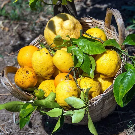 فندق مبيت وإفطار Relais Correale & Garden