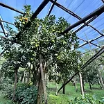 Relais Correale & Garden 4* Sorrento